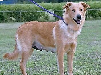 Die Hündin Merle sehnt sich nach Familienanschluss. Foto: Tierschutzverein Kronach