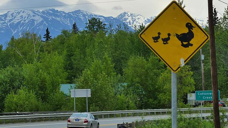 Appell an die Autofahrer: Ein Herz f&uuml;r Enten. Foto: Manfred Wagner