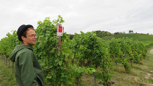 15 Hektar Rebfläche muss Winzer Florian im Auge behalten. Fotos: Monika Schütz