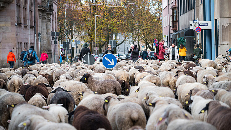 Nürnberg: 600 Schafe ziehen am Sonntag durch Innenstadt