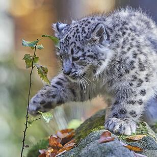 Junge Schneeleoparden im Tiergarten