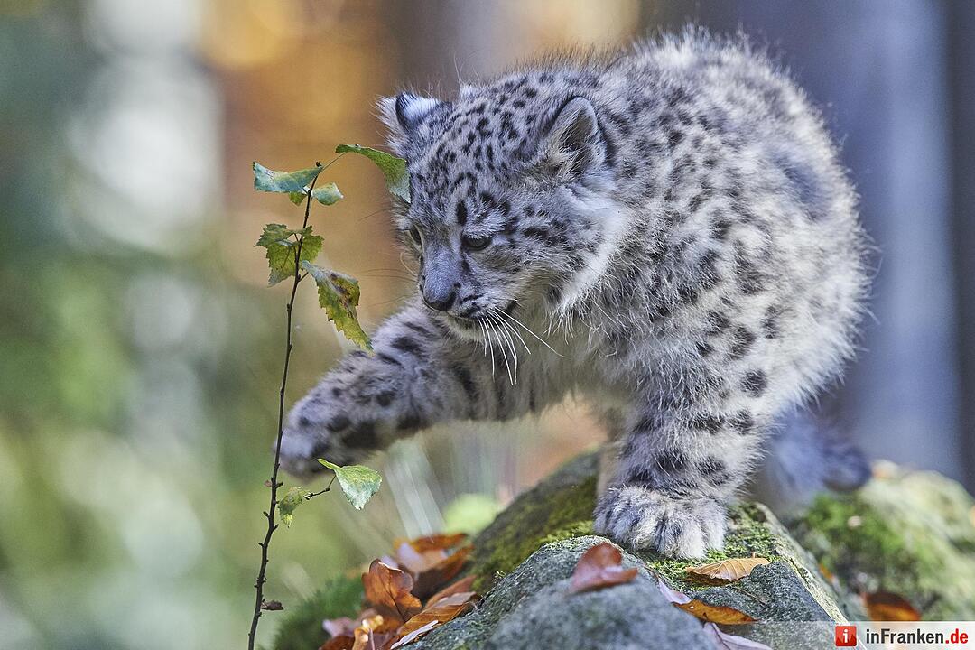 Junge Schneeleoparden im Tiergarten