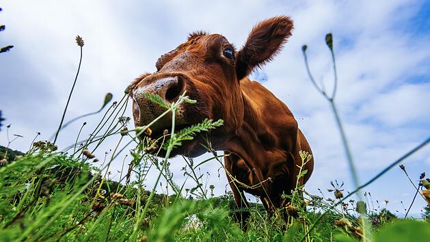 Wanderer (85) stirbt nach Kuh-Angriff in &Ouml;sterreich - das k&ouml;nnte der Grund gewesen sein