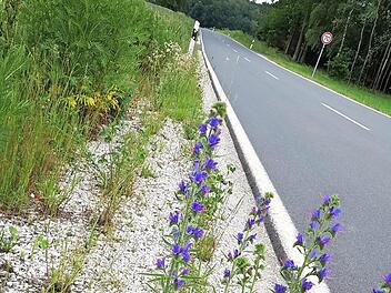 Wie schön Blühstreifen sein können, zeigt dieses Beispiel einer Straße bei Bammersdorf.  Fotos: Ekkehard Roepert