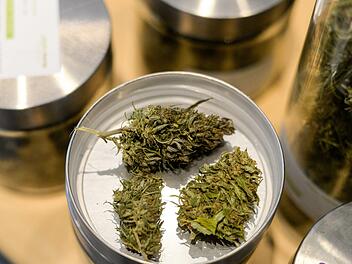 Medizinisches Cannabis wird bereits in verschiedenen Bereichen eingesetzt. Nun haben Forscher eine positive Wirkung bei der Behandlung von Bauchspeicheldrüsenkrebs festgestellt. Symbolfoto: Jens Kalaene/dpa