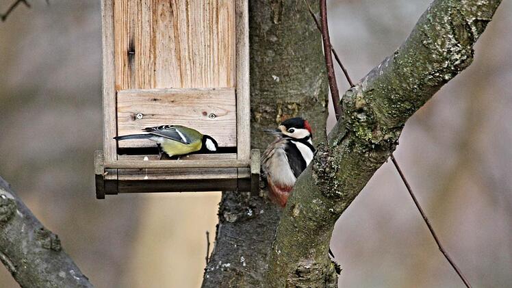 Buntspecht und Meise