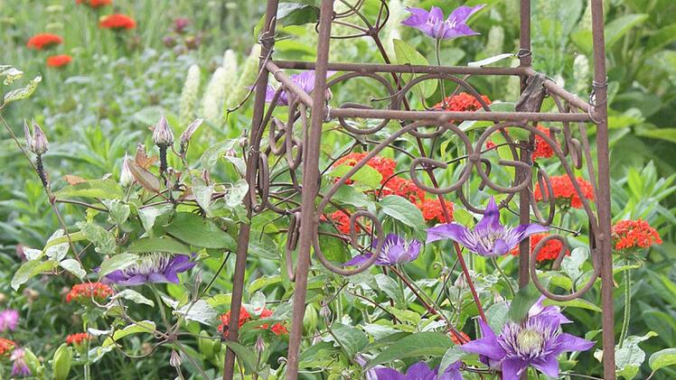 Passionsblumen im Garten von Renate Lauterbach