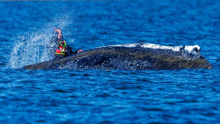 Weitere Entwicklung zum Buckelwal in der Ostsee