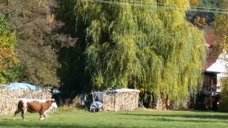 Die zweite Kuh auf Abwegen, gesichtet bei Althausen. Foto: Daniel Röhlinger