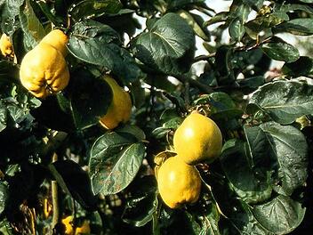 Die Quitte, ein seltenes Obstgehölzes Foto: PdM
