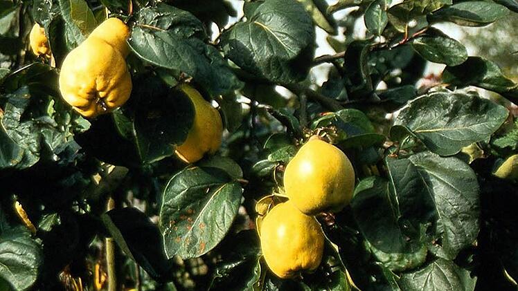 Die Quitte, ein seltenes Obstgehölzes Foto: PdM