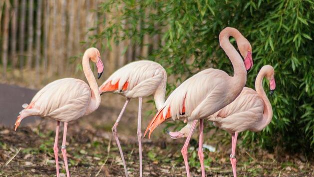 F&uuml;nf Flamingos sind spurlos aus dem Freizeitpark in Geiselwind verschwunden - sie sind wahrscheinlich gestohlen worden. Symbolfoto: Pixabay/Chris.Pix