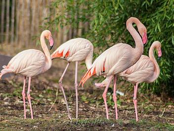 F&uuml;nf Flamingos sind spurlos aus dem Freizeitpark in Geiselwind verschwunden - sie sind wahrscheinlich gestohlen worden. Symbolfoto: Pixabay/Chris.Pix