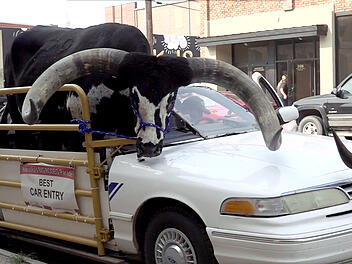 Bulle als Beifahrer: Bulle als Beifahrer: