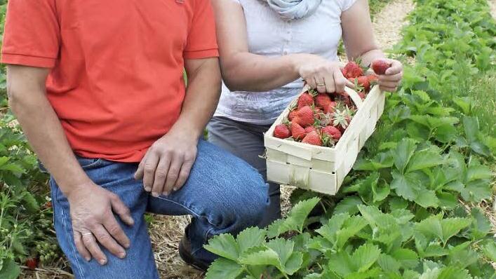Gabriele und Johannes Schuster auf ihrem Erdbeerfeld bei Pödeldorf.  Foto: Peter Groscurth