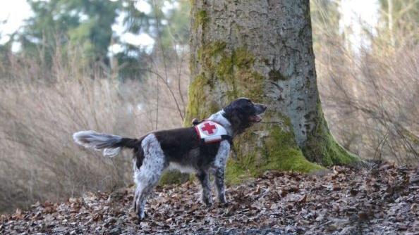 Oskar ist aufmerksam und nimmt Witterung auf. Foto: Rettungshundestaffel