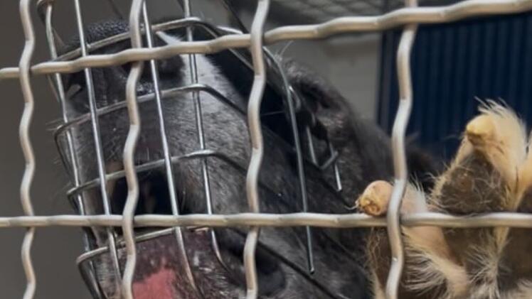 Im Tierheim Erlangen wird rasch klar, wie der "liebe Kerl" wirklich tickt
