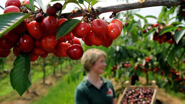Die Kirschenernte gibt den Startschuss: Jetzt kann man mit dem allgemeinen Sommerschnitt beginnen. Foto: Ingo Wagner/dpa
