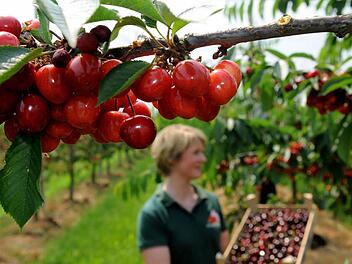 Die Kirschenernte gibt den Startschuss: Jetzt kann man mit dem allgemeinen Sommerschnitt beginnen. Foto: Ingo Wagner/dpa