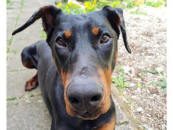 "Trauriges Jubiläum" im Tierheim Nürnberg: Schicksal von Hund Tyson berührt Pfleger