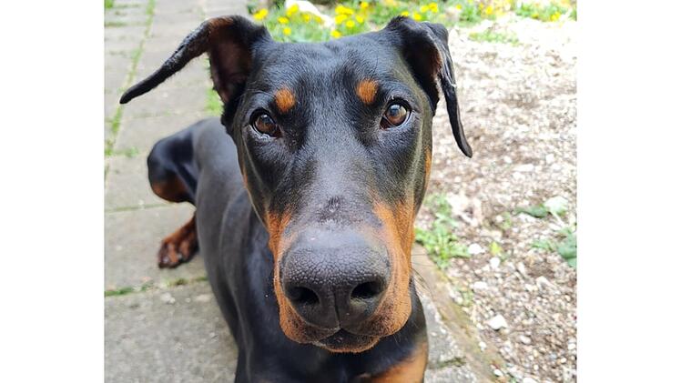 "Trauriges Jubiläum" im Tierheim Nürnberg: Schicksal von Hund Tyson berührt Pfleger