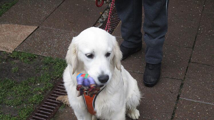 Hundewelpen aus Hof suchen neues Zuhause