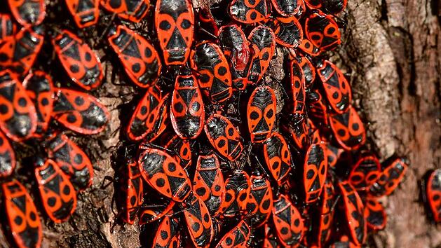 Feuerwanzen im Garten loswerden? Sie können andere Schädlinge bekämpfen