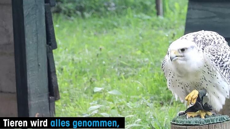 Das Video von Peta zeigt angeblich einen Bussard in Tambach, der vergeblich versucht, die "Fußfessel" mit dem Schnabel zu lösen.