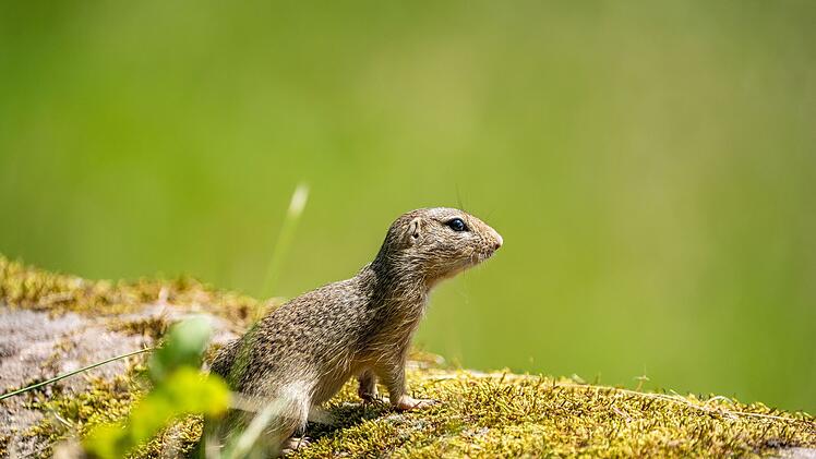 Tiergarten Nürnberg: Ziesel in Tschechien ausgewildert - gefährdete Nagetiere ausgesetzt