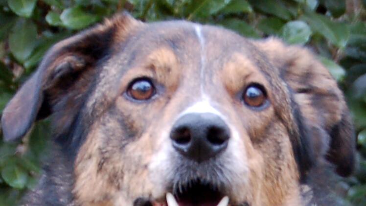 Tierhilfe Franken nimmt Hunde nach Todesfall auf - und sendet Hilferuf