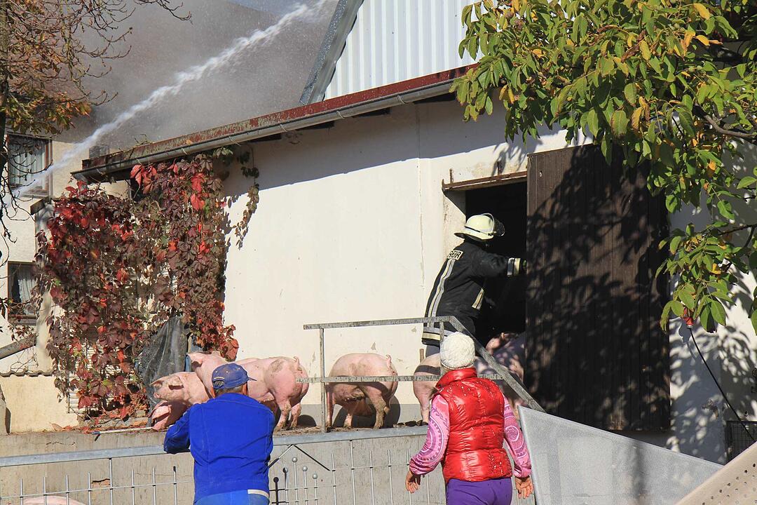 Brand in Schweinestall in Herzogenaurach