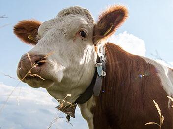 In Mittelfranken wurden K&uuml;he Zeugen eines Unfalls. Im Kreis Ansbach krachten ein Auto und ein Kleintransporter ineinander, einer durchbrach sogar den Weidezaun. Hohe Sachschanden entstand. Symbolfoto: Matthias Balk/dpa