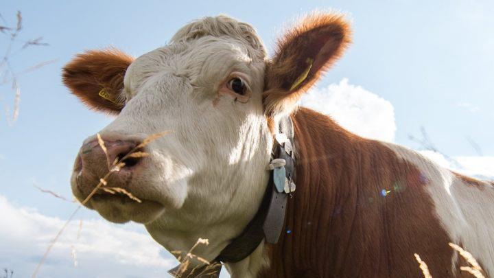 In Mittelfranken wurden K&uuml;he Zeugen eines Unfalls. Im Kreis Ansbach krachten ein Auto und ein Kleintransporter ineinander, einer durchbrach sogar den Weidezaun. Hohe Sachschanden entstand. Symbolfoto: Matthias Balk/dpa