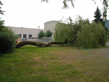 Die alte Weide am Rande des Mönchshofgartens hielt dem Sturm nicht stand. Foto: Jürgen Scheibe