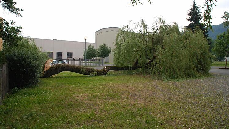 Die alte Weide am Rande des Mönchshofgartens hielt dem Sturm nicht stand. Foto: Jürgen Scheibe