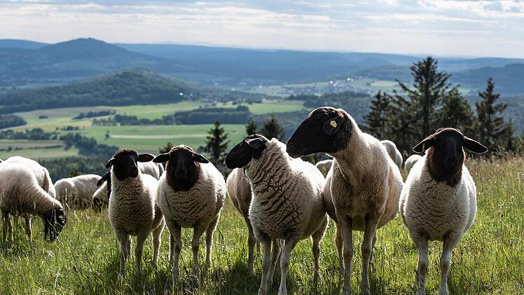 Landschaftspfleger im Einsatz. Schafe halten die Platzer  Kuppe frei.Jürgen Hüfner