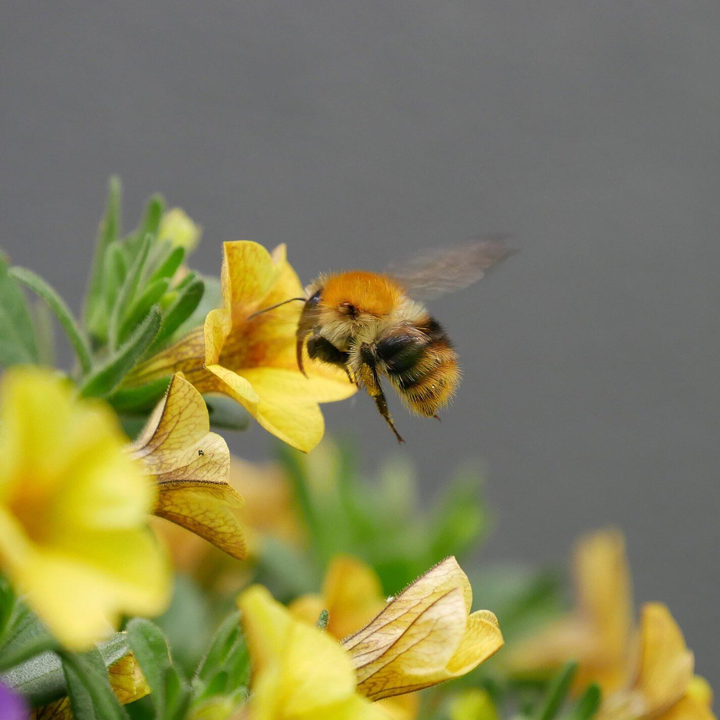 Der Bienenbalkon: Eine Mini-Bienenweide in Ksten