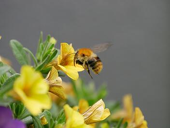 Der Bienenbalkon: Eine Mini-Bienenweide in Kästen
