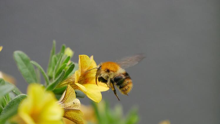Der Bienenbalkon: Eine Mini-Bienenweide in Kästen