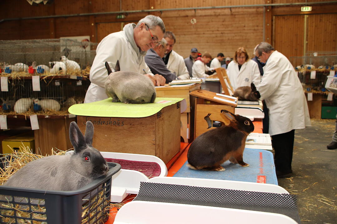 Kaninchenschau