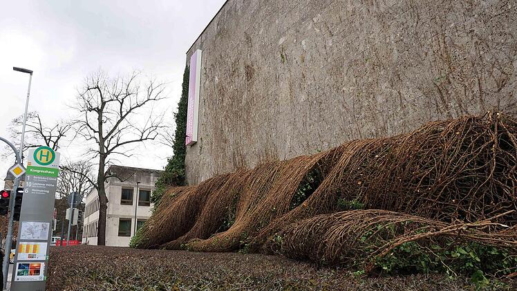 Wie abgewickelt sieht das Zweigwerk des Efeus aus, an der Fassade sind nur noch die Spuren der Haftwurzeln zu sehen.  Foto: Christoph Winter