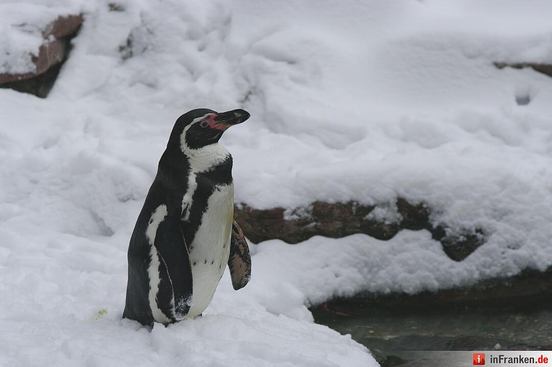 Winter im Tiergarten Nürnberg
