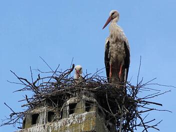 Auf einem Kamin des Rathausdaches haben sich die Störche ein neues Nest gebaut. Foto: Markus Reeh
