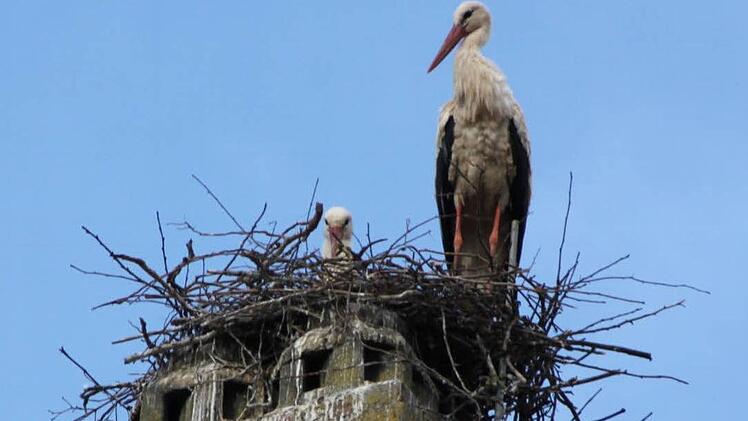 Auf einem Kamin des Rathausdaches haben sich die Störche ein neues Nest gebaut. Foto: Markus Reeh