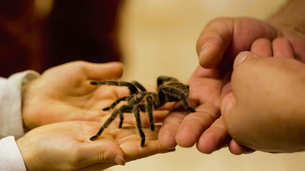 Insectophobie in Bad Kissingen: Deutschlands größte mobile Spinnen- und Insektenausstellung