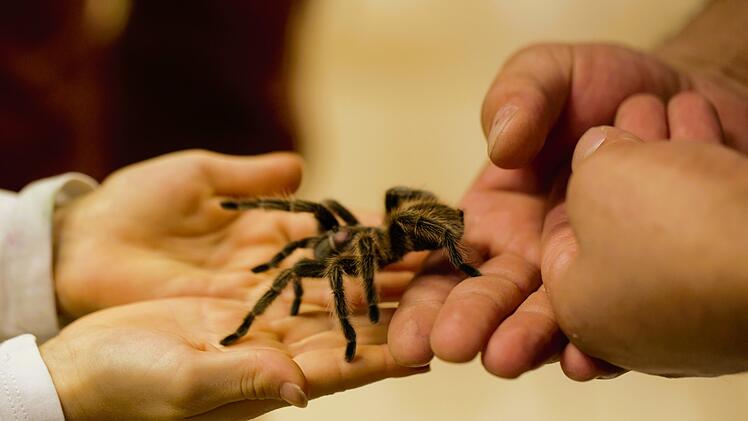 Insectophobie in Bad Kissingen: Deutschlands größte mobile Spinnen- und Insektenausstellung