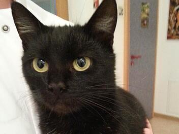 Dieser junge schwarze Kater ist in Elfershausen zugelaufen und wartet nun darauf, dass er abgeholt wird. Foto: Praxis Bauer