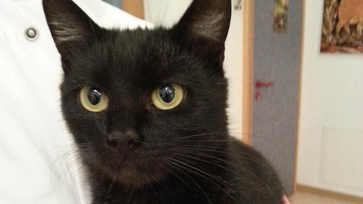 Dieser junge schwarze Kater ist in Elfershausen zugelaufen und wartet nun darauf, dass er abgeholt wird. Foto: Praxis Bauer