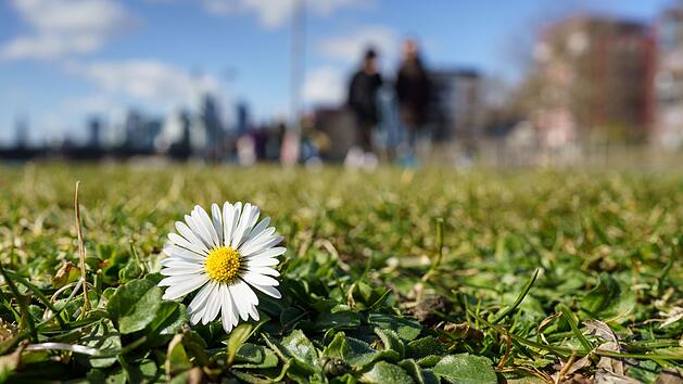 Sonnenschein in Frankfurt/Main