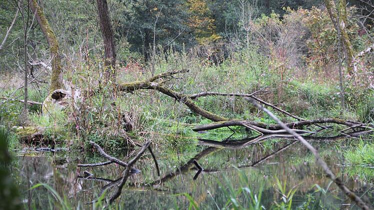 Die Biberburg im Staatsbad Bad Brückenau ist kaum zu erkennen. Foto: Ulrike Müller
